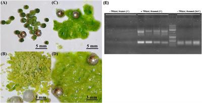 Optimization of quantitative reverse transcription PCR method for analysis of weakly expressed genes in crops based on rapeseed